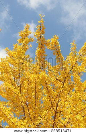 Autumn Leaves In Japan Ginkgo Tree Yellow Branch In Osaka Poster Id 268516471
