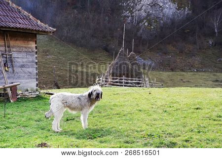 Romanian shepherd dog