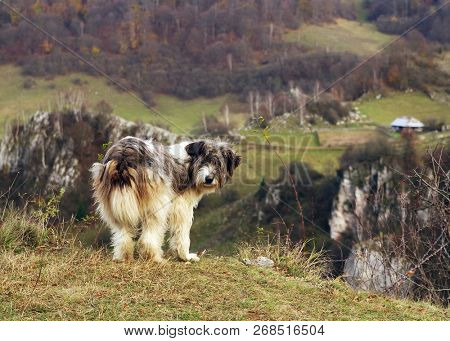 Romanian shepherd dog