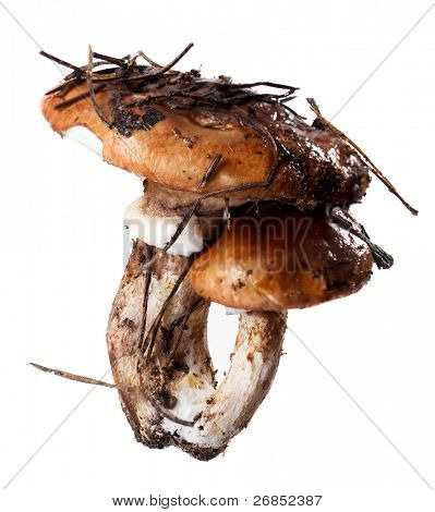 Suillus fresco isolato on white background