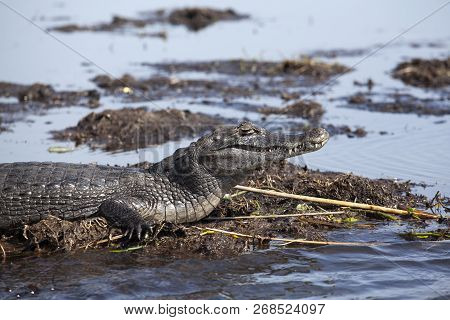 Dark Alligator (caiman Yacare) In Esteros Del Ibera, Argentina.