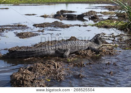 Dark Alligators (caiman Yacare) In Esteros Del Ibera, Argentina.