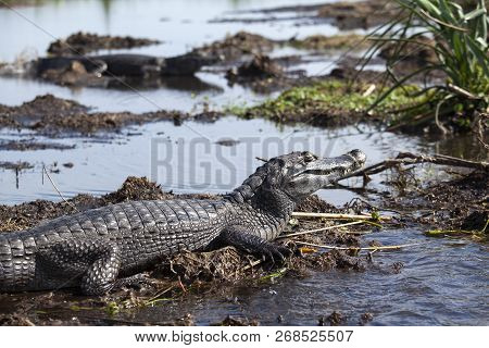 Dark Alligators (caiman Yacare) In Esteros Del Ibera, Argentina.