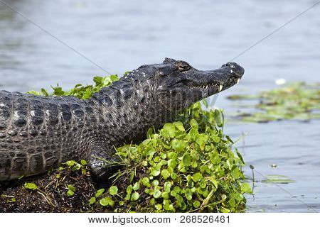 Dark Alligator (caiman Yacare) In Esteros Del Ibera, Argentina.