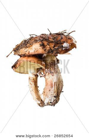 Suillus fresco isolato on white background