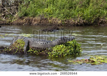 Dark Alligator (caiman Yacare) In Esteros Del Ibera, Argentina.