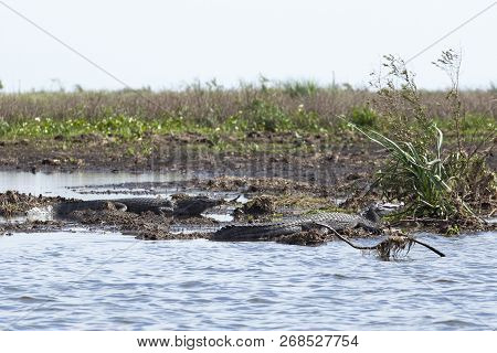 Dark Alligators (caiman Yacare) In Esteros Del Ibera, Argentina.