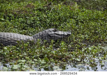 Dark Alligator (caiman Yacare) In Esteros Del Ibera, Argentina.