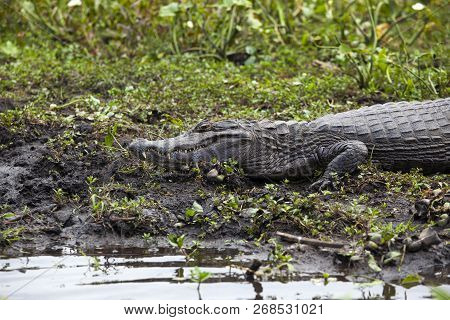 Dark Alligator (caiman Yacare) In Esteros Del Ibera, Argentina.
