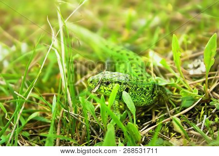 Sand Lizard (lacerta Agilis), Mating Season Colouring. Close-up