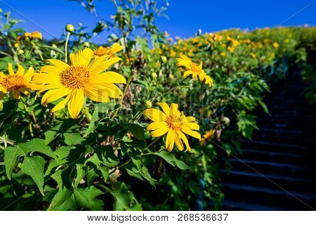 Sunrise Landscape Nature Of Golden Mountain By Mexican Sunflower Field Name Tung Bua Tong In Maehong