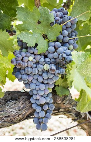 Fresh Organic Grapes Vineyards. Buca / Izmir / Turkey