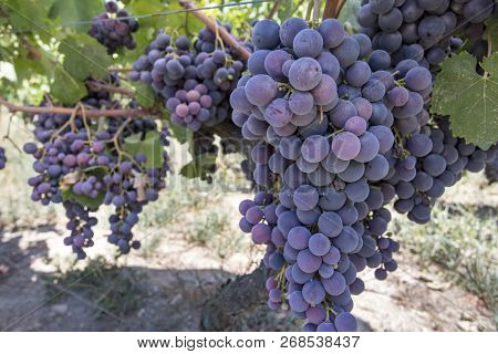 Fresh Organic Grapes Vineyards. Buca / Izmir / Turkey