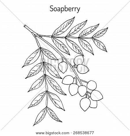 Soapberry Sapindus Saponaria , Or Jaboncillo, Medicinal Plant. Hand Drawn Vector Botanical Illustrat