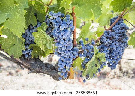 Fresh Organic Grapes Vineyards. Buca / Izmir / Turkey