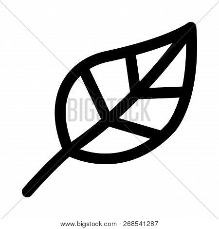 Plant Leaf Used For Various Types Of Tropical Decor