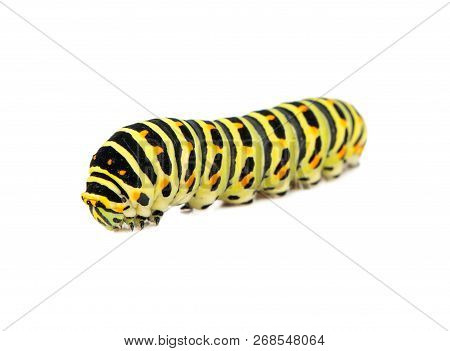Swallowtail Caterpillar Isolated