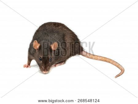 Grey Rat Isolated