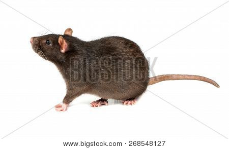 Grey Rat Isolated