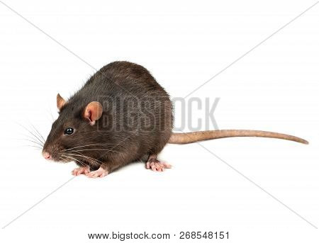 Grey Rat Isolated