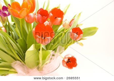 Kimpun tulppaaneja
