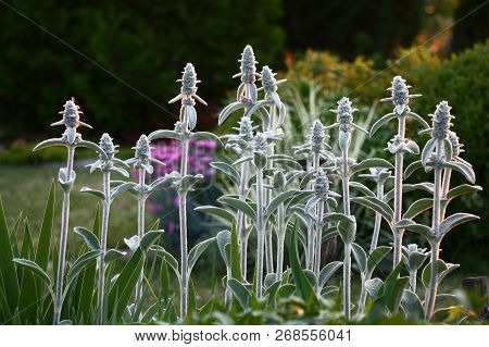In A Garden Long Silvery Floriferous Escapes Of A Stachys Create An Interesting Vertical.
