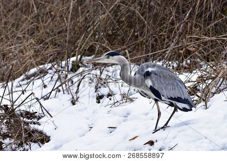 Grey Heron Fishing On Particulary Frozen Brook