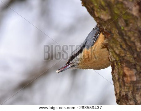 Paserine Bird Nuthatch In Winter Here In Czech Republic