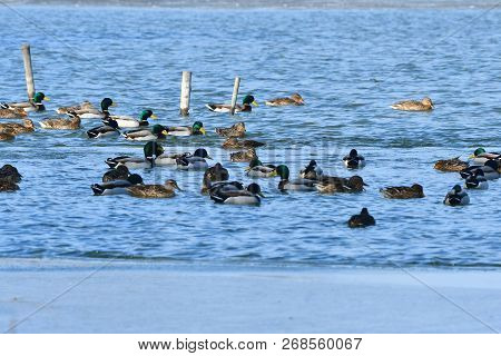 Frozen Lake With Ducks Birdings Area Tovacov,czech Republic