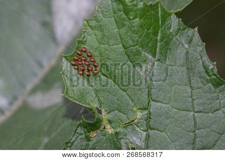 The Eggs Of A Squash Bug On A Green Zucchini Plant Leaf With Bokeh Background.