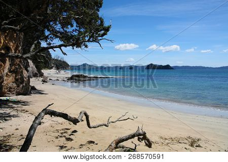 Coromandel Landscape In New Zealand. Hahei Beach.