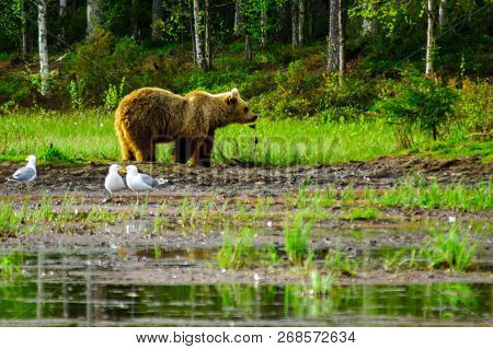 View Of A Female Brown Bear, In Kuusamo Region, Finland