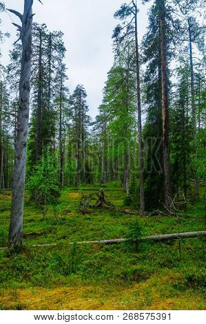 Trees And Forest Along The Rykimakero Trail, In Pyha-luosto National Park, Lapland, Finland