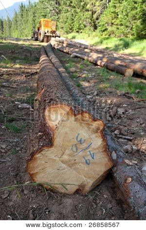 Grue avec du bois coupé en forêt