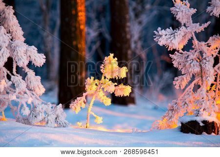 Closeup Tiny Fir Trees Covered With Frost Illuminated With Sunlight. Winter Evening In Forerst. Chri