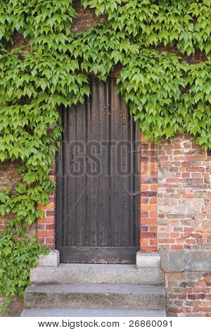 alte hölzerne Tür mit Efeu