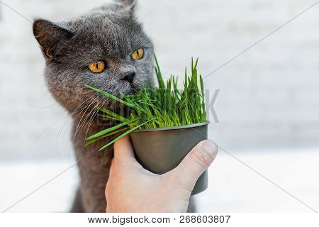 British Shorthair Cat He Eats Useful Vitamin-rich Grass In A Pot From A Pet Shop. On The Gray Backgr