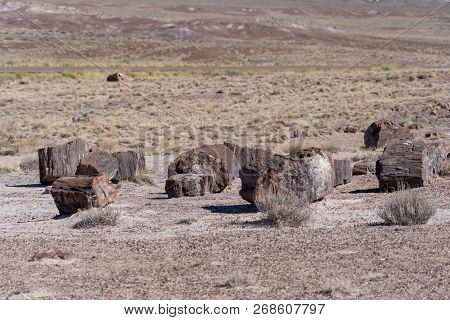 Pieces Of Petrified Wood Split That Has Now Turned The Prehistroic Log Into Crystal Stone Minerals A