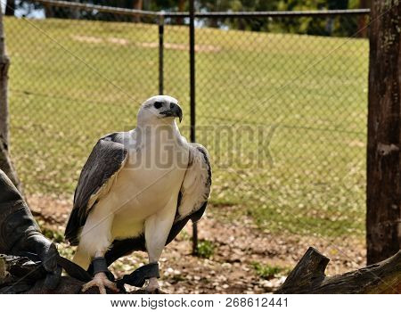 A Majestic Huge White Bellied Sea Eagle (haliaeetus Leucogaster) Sitting On The Hand
