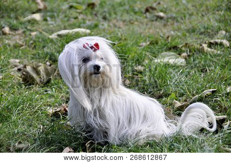Small Dog Maltezer, In The Autumn Forest