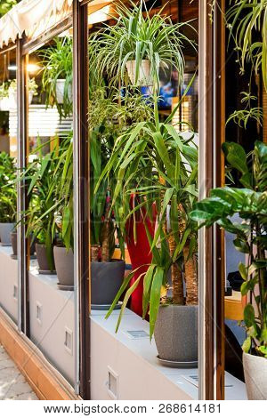 Plants And Flowers In Tubs And Buckets Adorning The Facade Of A Public Place