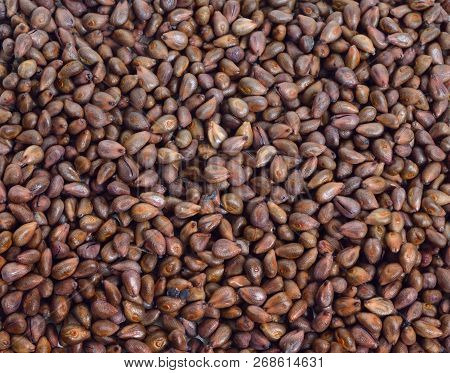 Grapeseed Or Grape Stones Close Up Background