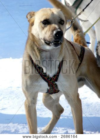 Big Dog
