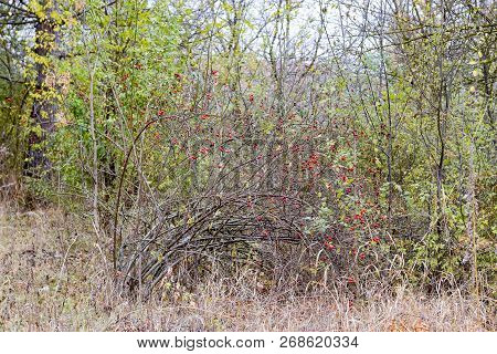 Hips Bush With Ripe Berries. Berries Of A Dogrose On A Bush. Fruits Of Wild Roses. Thorny Dogrose. R