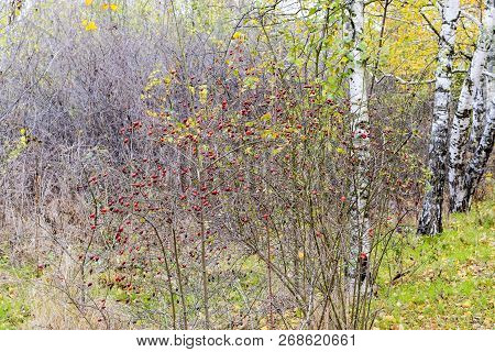 Hips Bush With Ripe Berries. Berries Of A Dogrose On A Bush. Fruits Of Wild Roses. Thorny Dogrose. R
