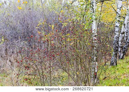 Hips Bush With Ripe Berries. Berries Of A Dogrose On A Bush. Fruits Of Wild Roses. Thorny Dogrose. R