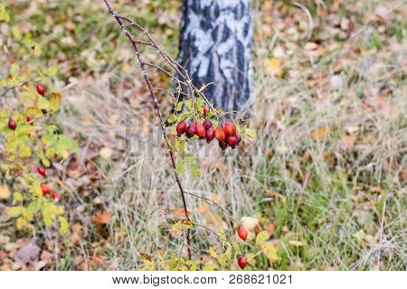 Hips Bush With Ripe Berries. Berries Of A Dogrose On A Bush. Fruits Of Wild Roses. Thorny Dogrose. R