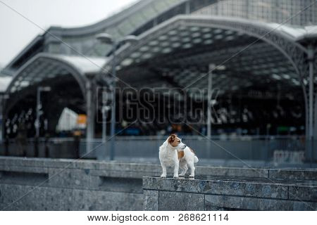 Little Dog In The City. Travel With Your Pet. Jack Russell Terrier Dog On The Background Of Architec
