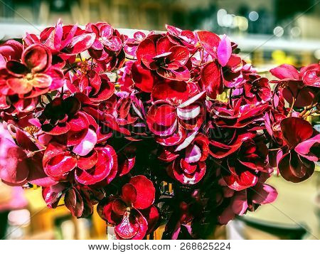 Closeup Of Beautiful Light Christmas Decoration With Red Flowers. Flowers In The Shop. Background Fo