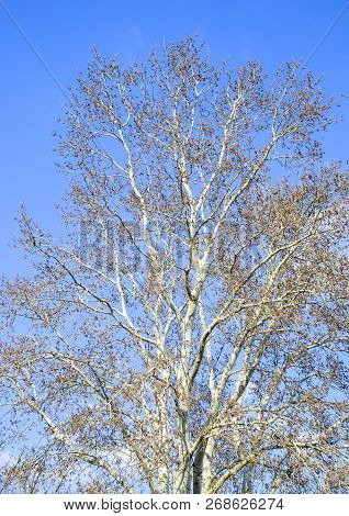 Blooming Silver Poplar. Silver Poplar Tree In Spring. Poplar Fluff From Flowers - Earrings.